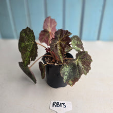 Load image into Gallery viewer, #RB13 Begonia Black Star Rising