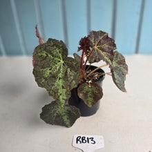 Load image into Gallery viewer, #RB13 Begonia Black Star Rising