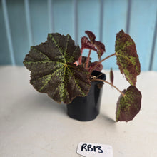 Load image into Gallery viewer, #RB13 Begonia Black Star Rising