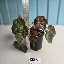 Load image into Gallery viewer, #RB13 Begonia Black Star Rising