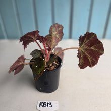Load image into Gallery viewer, #RB13 Begonia Black Star Rising