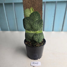 Load image into Gallery viewer, #R45 Rhaphidophora Cryptantha