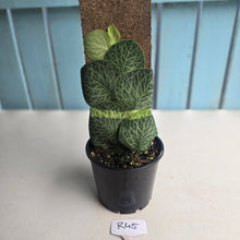 Load image into Gallery viewer, #R45 Rhaphidophora Cryptantha