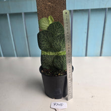 Load image into Gallery viewer, #R45 Rhaphidophora Cryptantha