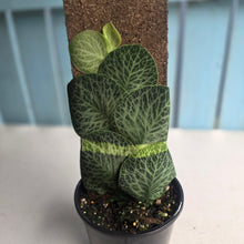 Load image into Gallery viewer, #R45 Rhaphidophora Cryptantha