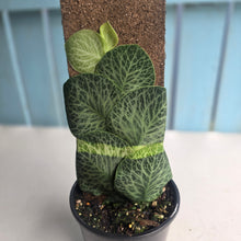 Load image into Gallery viewer, #R45 Rhaphidophora Cryptantha