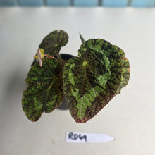 Load image into Gallery viewer, #RD49 Begonia Sizemoreae