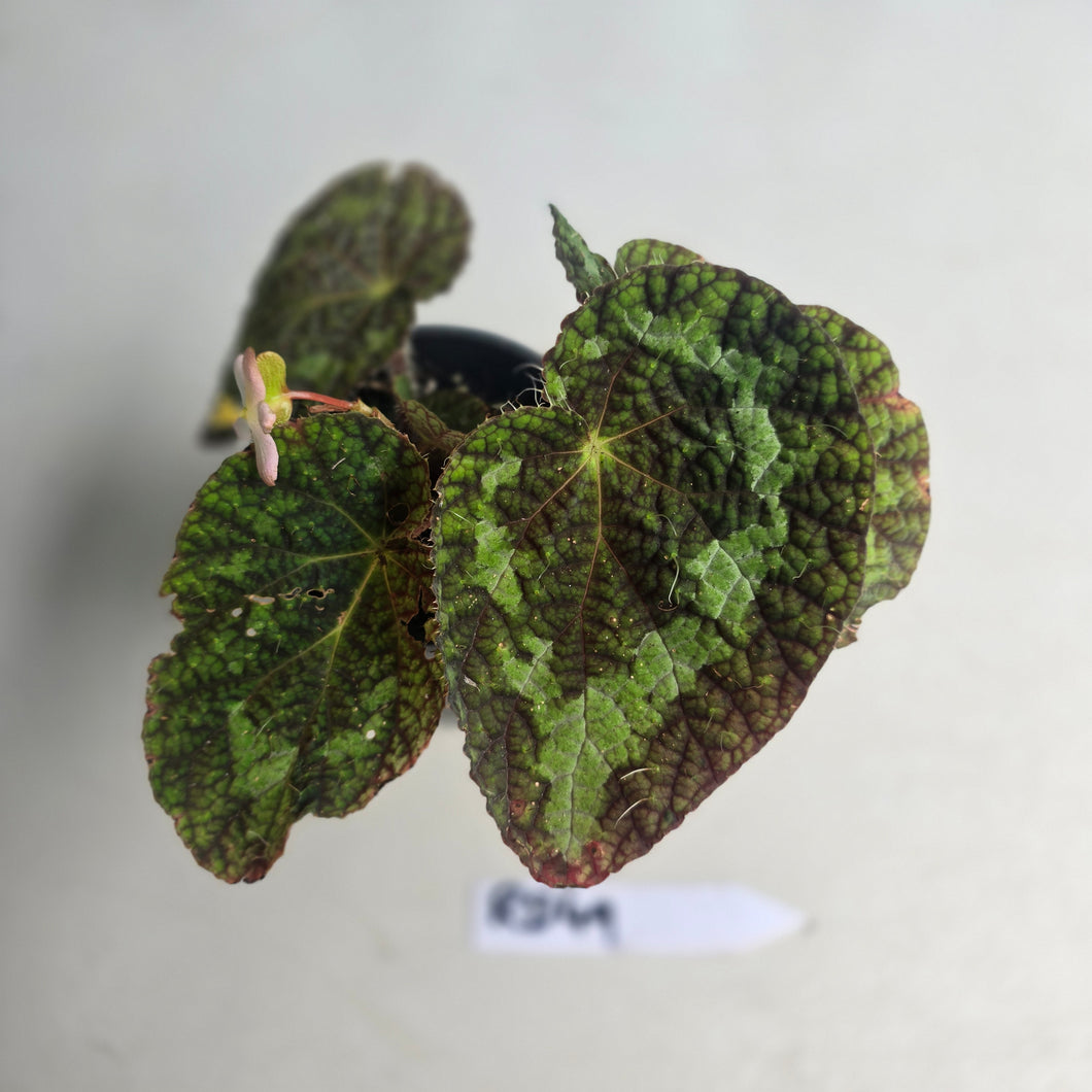 #RD49 Begonia Sizemoreae