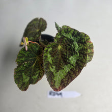 Load image into Gallery viewer, #RD49 Begonia Sizemoreae