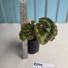 Load image into Gallery viewer, #RD49 Begonia Sizemoreae