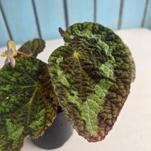 Load image into Gallery viewer, #RD49 Begonia Sizemoreae