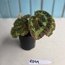 Load image into Gallery viewer, #RD49 Begonia Sizemoreae