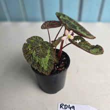 Load image into Gallery viewer, #RD49 Begonia Sizemoreae