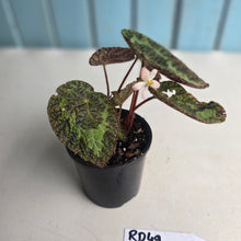 Load image into Gallery viewer, #RD49 Begonia Sizemoreae