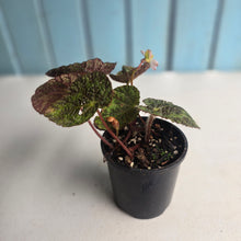 Load image into Gallery viewer, #RD49 Begonia Sizemoreae