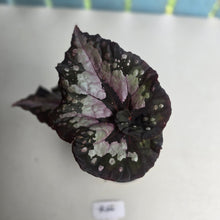 Load image into Gallery viewer, #R66 Begonia Unknown