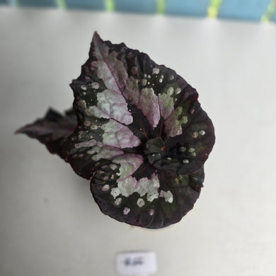 #R66 Begonia Unknown