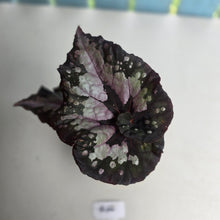 Load image into Gallery viewer, #R66 Begonia Unknown