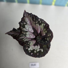 Load image into Gallery viewer, #R66 Begonia Unknown