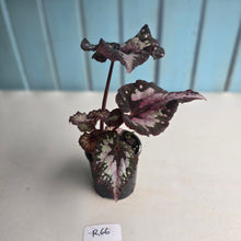 Load image into Gallery viewer, #R66 Begonia Unknown