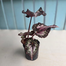 Load image into Gallery viewer, #R66 Begonia Unknown