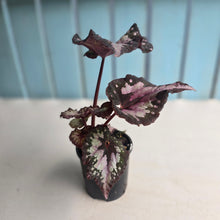 Load image into Gallery viewer, #R66 Begonia Unknown