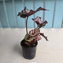 Load image into Gallery viewer, #R66 Begonia Unknown