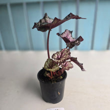 Load image into Gallery viewer, #R66 Begonia Unknown