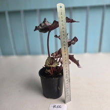 Load image into Gallery viewer, #R66 Begonia Unknown