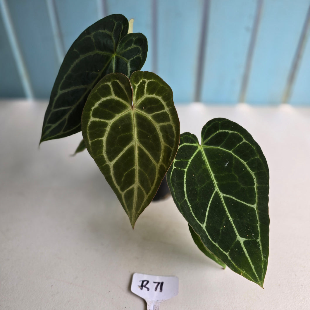 #R71 Two x Headed Anthurium Crystallinum x