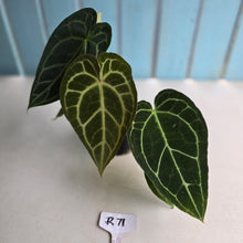 Load image into Gallery viewer, #R71 Two x Headed Anthurium Crystallinum x