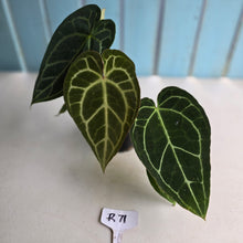 Load image into Gallery viewer, #R71 Two x Headed Anthurium Crystallinum x