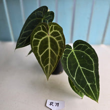 Load image into Gallery viewer, #R71 Two x Headed Anthurium Crystallinum x