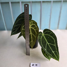 Load image into Gallery viewer, #R71 Two x Headed Anthurium Crystallinum x