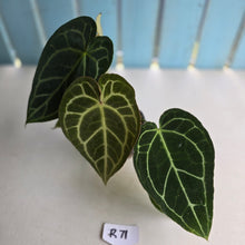 Load image into Gallery viewer, #R71 Two x Headed Anthurium Crystallinum x