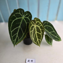 Load image into Gallery viewer, #R71 Two x Headed Anthurium Crystallinum x