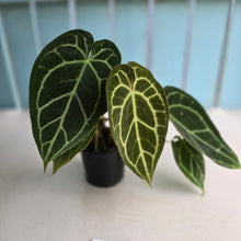 Load image into Gallery viewer, #R71 Two x Headed Anthurium Crystallinum x