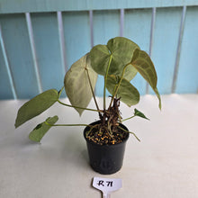 Load image into Gallery viewer, #R71 Two x Headed Anthurium Crystallinum x