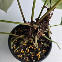 Load image into Gallery viewer, #R71 Two x Headed Anthurium Crystallinum x