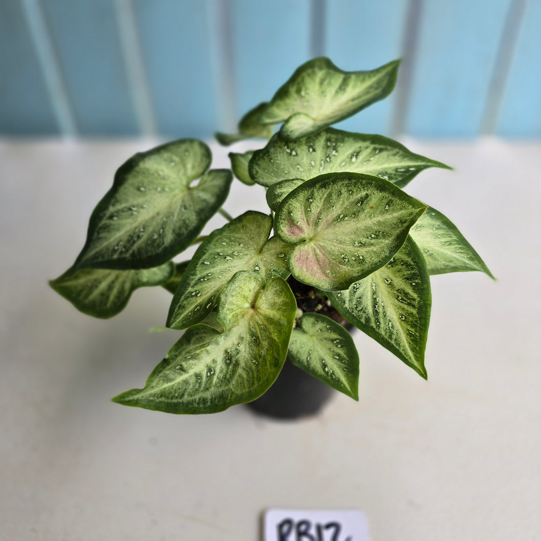 #RB12 Caladium