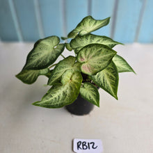 Load image into Gallery viewer, #RB12 Caladium