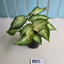 Load image into Gallery viewer, #RB12 Caladium