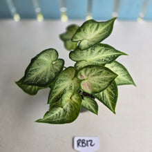 Load image into Gallery viewer, #RB12 Caladium
