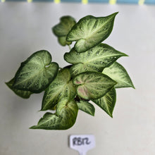Load image into Gallery viewer, #RB12 Caladium
