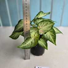 Load image into Gallery viewer, #RB12 Caladium