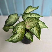 Load image into Gallery viewer, #RB12 Caladium