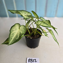 Load image into Gallery viewer, #RB12 Caladium