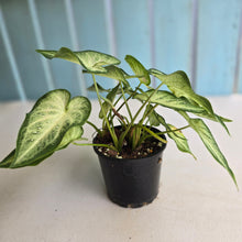 Load image into Gallery viewer, #RB12 Caladium