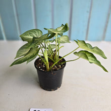 Load image into Gallery viewer, #RB12 Caladium