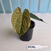 Load image into Gallery viewer, #RD16 Anthurium Dark Complex x Luxurians